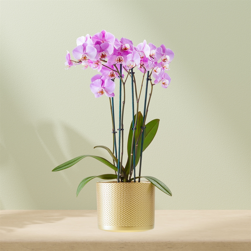 Paarse Orchidee incl. pot